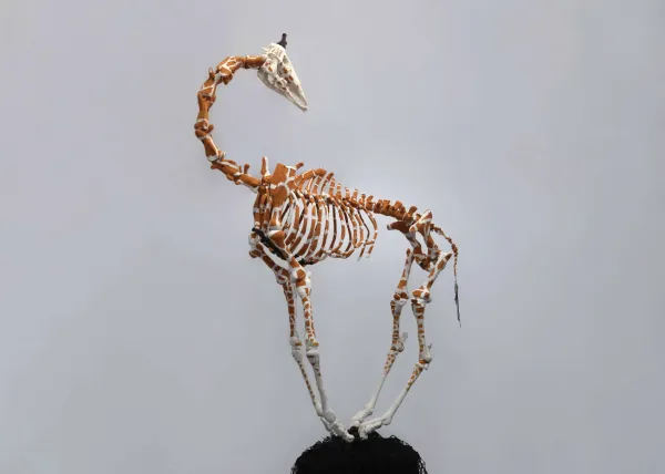 Zafara (Giraffe), Anatomy Lessons by Michele Beevors. National Wool Museum