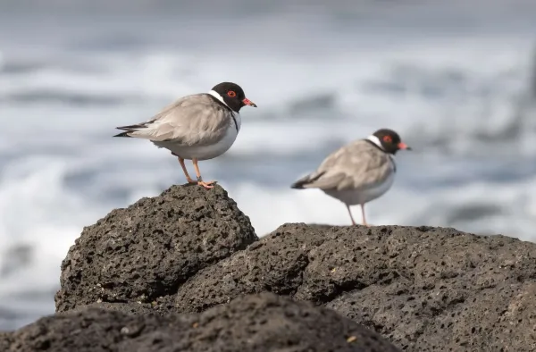It's time to protect our beach nesting birds