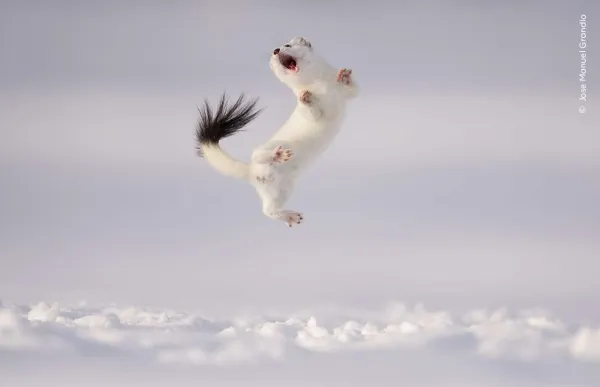 Twist and Jump, Jose Manuel Grandios, Highly Commended, Wildlife Photographer of the Year 60.