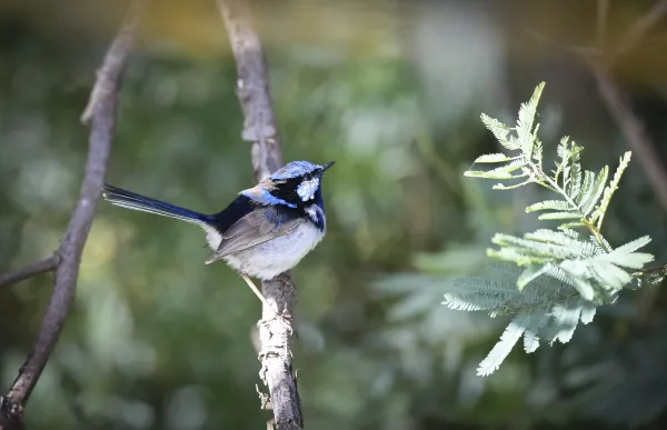 Superb Fairy-wren at Barwon River. 