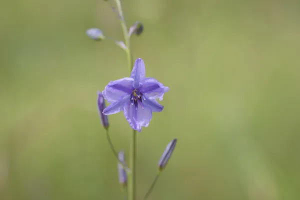 Purple wildflower found in Geelong