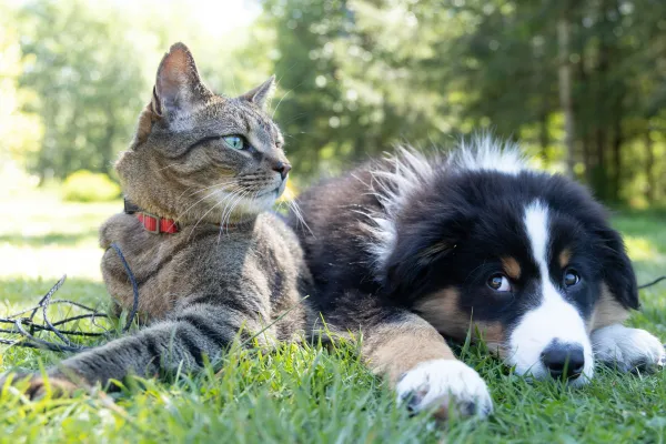 A cat and a dog together in a grassy area