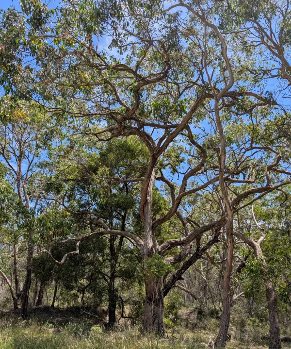 Environmental Sustainability Grants - eucalyptus tree image of large tree in the bush