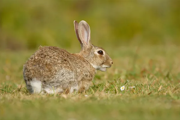 Rabbit on grass