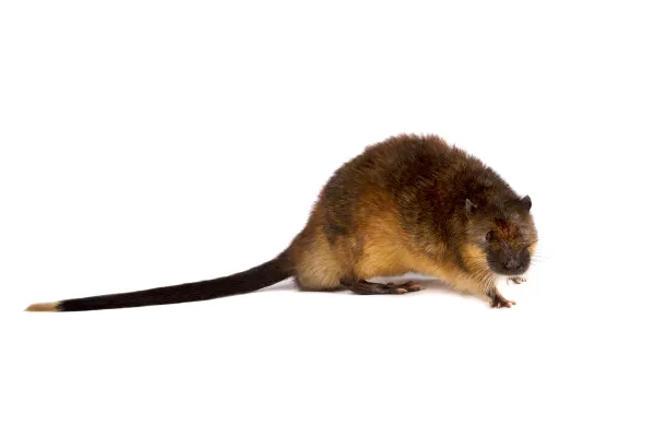 Rakali Side on image of the rakali, highlighting its light underbelly and white tipped tail.