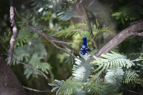 Superb Fairy Wren - Barwon River Reserve