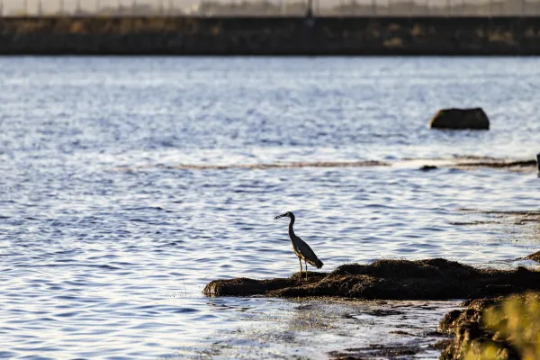 Wildlife photo of bird sitting on rock next to bay near Point Henry Pier