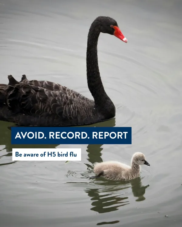 A black swan and cygnet swimming in water with text overlay: "AVOID. RECORD. REPORT. Be aware of H5 bird flu.