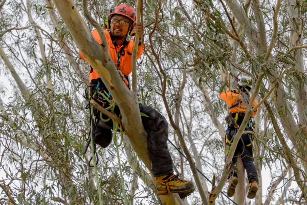 Two City arborists in the canopy of a mature tree in Eastern Park undertaking tree climbing training.