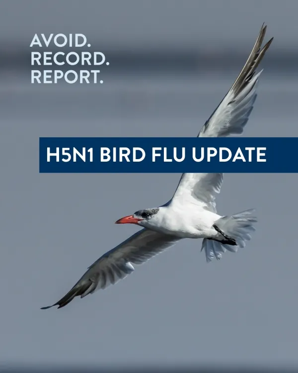 White seabird with a red-orange beak flying across a blurred grey-blue background. The image contains the text “Avoid. Record. Report.” and a banner stating “H5N1 Bird Flu Update,” promoting awareness and reporting of bird flu incidents.