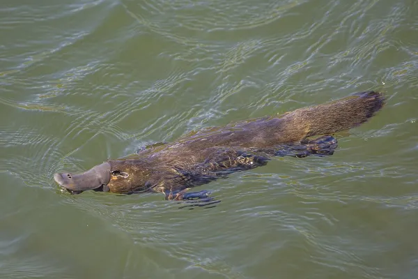 Image of platypus by Charles J. Sharp, https://creativecommons.org/licenses/by-sa/4.0/deed.en