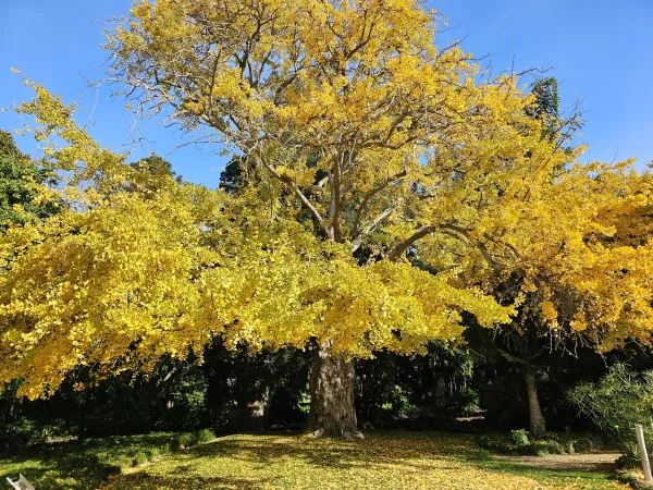 Gingko tree Gingko tree with yellow foliage