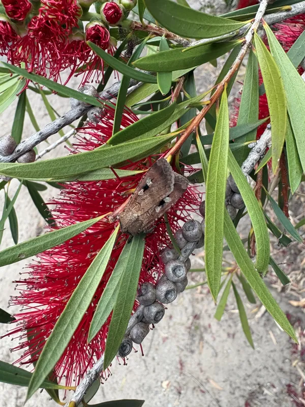 Bogong moth A brown Bogong moth resting on vibrant red bottlebrush flowers. resting on vibrant red bottlebrush flowers
