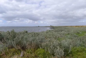 ACS - Port Phillip Bay coastal foreshore within the WTP site