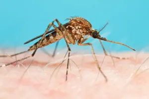 aedes_camptorhynchus.jpg aedes_camptorhynchus.jpg