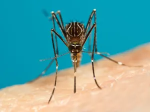 aedes_notoscriptus.jpg aedes_notoscriptus.jpg