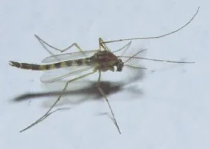 chironomidfly.jpg chironomidfly.jpg