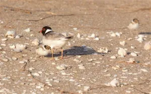 Hoodie With Chicks Glenn Ehmke - About the Hooded Plover