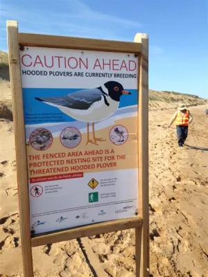 Hoodedplover Signage Hoodiesahead - About the Hooded Plover