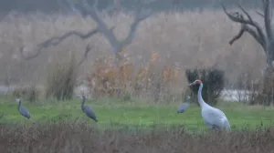Brolga and White-faced herons feeding along side the Barwon River at Sparrovale.