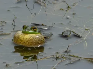 Growling Grass Frog - Northern and Western Geelong Growth Areas Strategic Assessment