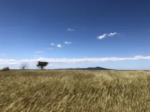 Native Grass Nwgga - Northern and Western Geelong Growth Areas Strategic Assessment