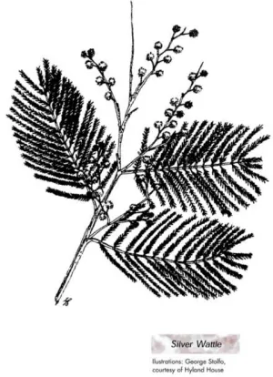 Zone 11 - Silver Wattle illustration by George Stolfo