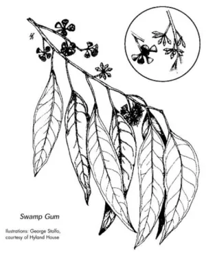 Zone6 Swamp Gum - Marshall Plains and Waurn Ponds Flats indigenous plants