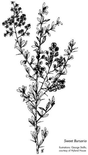 Zone9 Sweet Bursari - Barrabool Hills indigenous plants