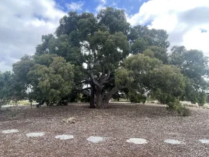 Baelish Drive Park shade tree