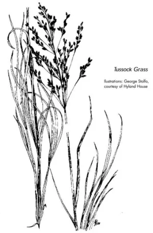 Zone16 - Illustration of indigenous Tussock grass