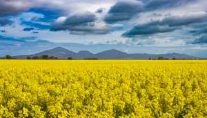 You-Yangs-Little-River-Photographer-Chris-Vine