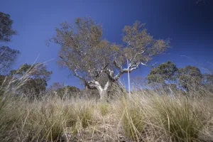 River Red Gum tree with native grass in the foreground at Ripley Reserve, Little River