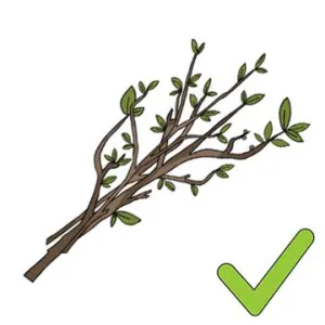 Twigs Yes - lrg Twigs Yes - lrg