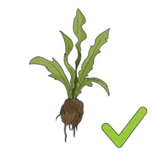 Yes plants Yes plants