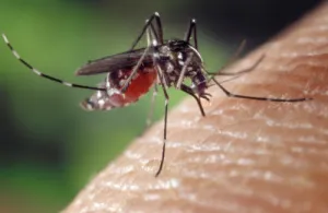 8de15598eb71292-mosquito-13323821280.jpg