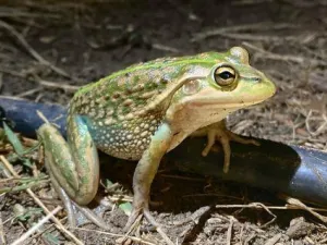Growling Grass Frog
