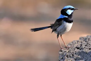 A male Superb Fairy Wren near Buckley Falls. Photo credit: Rod Morrison A male Superb Fairy Wren on a rock near Buckley Falls.