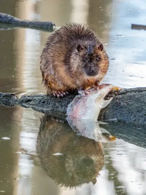 A curious rakali feeding on a fish