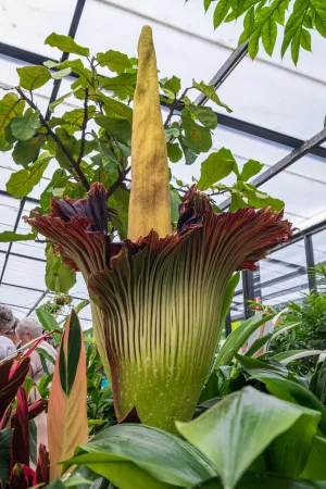 Image of the Corpse flower