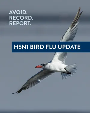 White seabird with a red-orange beak flying across a blurred grey-blue background. The image contains the text “Avoid. Record. Report.” and a banner stating “H5N1 Bird Flu Update,” promoting awareness and reporting of bird flu incidents.