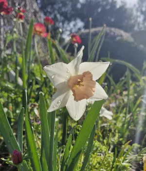 St Leonards Open Garden