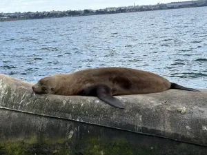 Australian Fur Seal