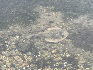 Fiddler Ray spotted at Eastern Beach Mineral Spring