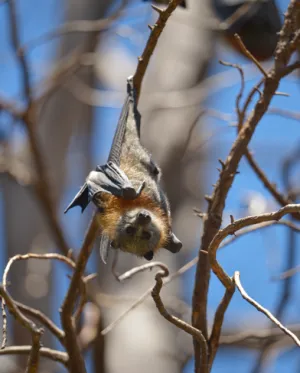Grey-headed Flying-fox roosting in a tree