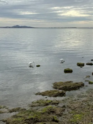 Royal Spoonbill