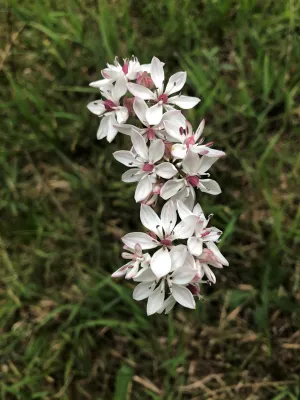 Photo of a Milkmaid flower which is indigenous to the Geelong area