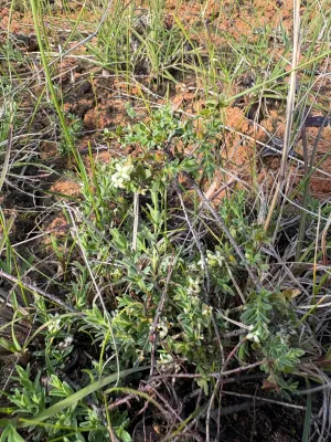 Spiny Rice Flower - Old Melbourne Road