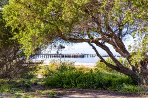 Tree management policy