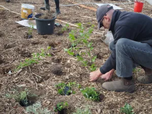 Geelong Pollinator Garden 2